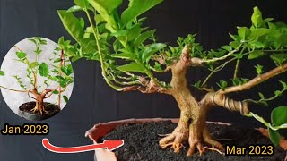 Cara membuat kumpulan tajuk biar seimbang proses bonsai sancang [upl. by Sivle924]