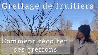 Greffage  Comment récolter et conserver ses greffons [upl. by Wulfe]