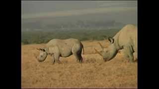 Ol Pejeta Vlog Episode 1 Rhinos and Wild Dogs [upl. by Giusto809]