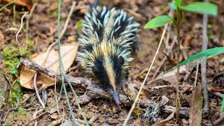 Lowland Streaked Tenrec Fascinating Facts and Unique Adaptations Rare Animal [upl. by Llertnor879]