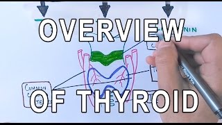 Thyroid Gland  Structure  Functions amp Diseases [upl. by Ltney]