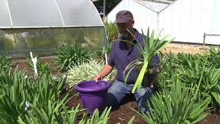 CHOOSING amp GROWING AGAPANTHUS [upl. by Hawk241]