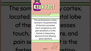 ⚡ The Brains Fast Lane Where Does Sensory Info Get Processed the Quickest mededtrivia quiztime [upl. by Quartana294]