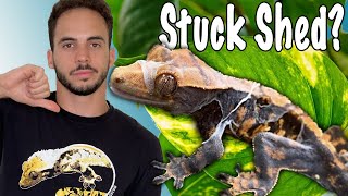 Crested Gecko Shedding Issues Watch This [upl. by Llenrap]