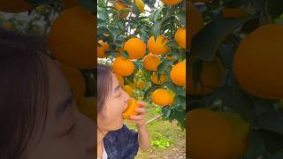 Enjoy eating yellow orange so fresh with beautiful natural fruit farm reels 2024 yummy orange [upl. by Lilith]