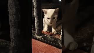 Some cats ignore dry food preferring homemade food Almunecar Spain [upl. by Norrat210]