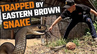 CORNERED BY AUSTRALIAS DEADLIEST SNAKE  EASTERN BROWN SNAKE CATCH [upl. by Cassey]