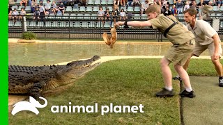 Robert Irwin Lures Crocodile Into Death Roll  Crikey Its The Irwins  Animal Planet [upl. by Gusba]