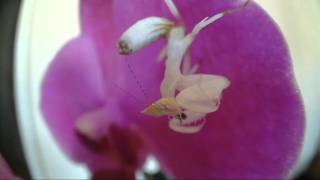 Female Orchid Praying Mantis eating a fruit fly [upl. by Naffets885]