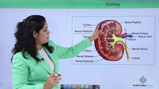 Class10th – Internal Structure of Kidney  Excretory System  Tutorials Point [upl. by Dannel]