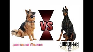 German shepherd vs Doberman In Telugu Dog comparison  Taju logics [upl. by Naga516]