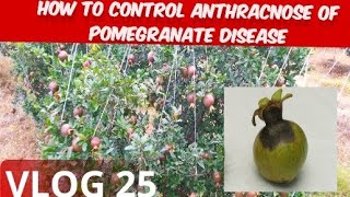 How to control Anthracnose disease in pomegranate 🌱 [upl. by Nairahcaz]