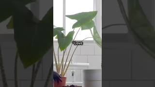 Keep your houseplants thriving with these 5 simple DIY plant hacks 🌱💧 gardeningideas shorts [upl. by Ahsimac]