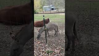 Large Bull watches as 2 Mules come up close to graze quotOn the Farmquot Nashville Tennessee USA 🎶 [upl. by Yeliak]