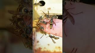 Hungry Paper Wasps Come to Lick Honey from My Finger [upl. by Adliw435]