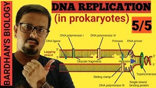 DNA REPLICATION in prokaryotes in HINDI 55 [upl. by Aneehsar473]