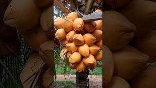 How to Grow Coconut at Home 🌴 Ninja Technique garden shots plants coconut [upl. by Hildy490]