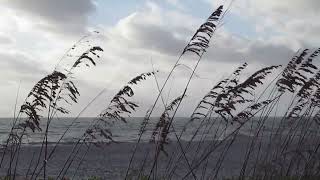 Sea Oats and Crashing Waves [upl. by Corbie]