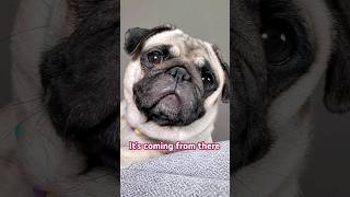 Where is it coming from 🤔 dog pug funny shorts PugMaggie for the audio 💜 [upl. by Ettezzil860]