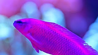 My Orchid dottyback  Pseudochromis fridmani [upl. by Thatcher]