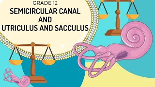 VESTIBULAR APPARATUS  Function of the semicircular canals and the utriculus and saccules [upl. by Shawn]