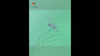 Rare finless porpoise sighting [upl. by Sseb]