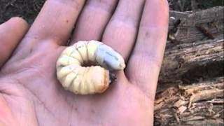 HUGE longhorn beetle larva  asian longhorn beetle  CTnaturalist Online [upl. by Cohlier]