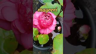 Mayoori lotustropicalshortyoutube videoviraltrending [upl. by Gombach]