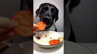 best dog food fooddog fooddogbest bestdogfood foryou trendingshorts [upl. by Gris]