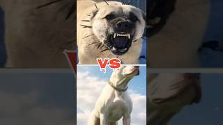 Tibetan mastiff vs jurman shepherd vs kangal vs dog argentino vs wolf [upl. by Mahmoud]