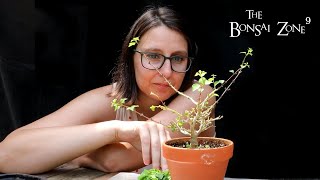 Styling With Eric and Emma Part 14 The Bonsai Zone July 2022 [upl. by Balcke]