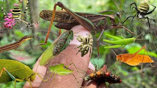 Hunt leaf grasshoppers and red dragonflies in the habitat [upl. by Melac449]