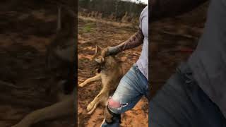 Live Market coyote trapping trapper [upl. by Nosirrag]