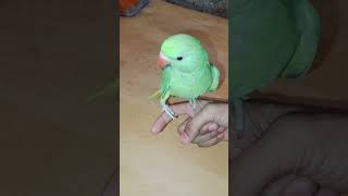 Tera Dil mera thikana mera dil tera thikana  hand team parrot hand team parrot 🦜 [upl. by Tessler]