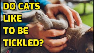 Where Are Cats Ticklish Spots [upl. by Avaria565]