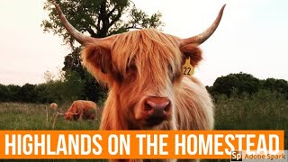 Are highlands good for hobby farms and homesteads [upl. by Pernick]