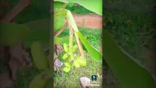 Small Banana tree 🍌🍌🍌 Chinnitallivlogs youtubeshortscookingtrendingviralshotsfood [upl. by Alastair332]