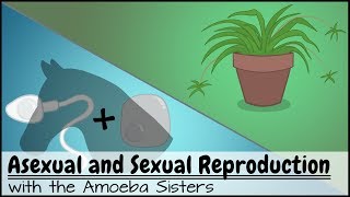 Asexual and Sexual Reproduction [upl. by Wahs]