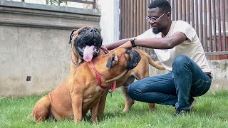 Petting two beautiful big Bull Mastiffs [upl. by Lleuqram700]