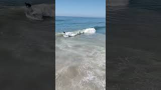 Watching surfers off the coast of Imperial Beach CA surfing imperialbeach oceanwaves [upl. by Neall186]