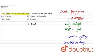 Ferm prothallus is developed from  11  PLANT KINGDOM  BIOLOGY  ERRORLESS  Doubtnut [upl. by Rehteh]