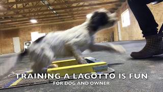 Life on the farm with our Lagotto [upl. by Hannazus596]