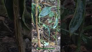 Baby grasshopper eating plants [upl. by Sneve]