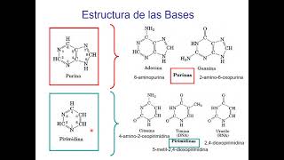 Teórico Metabolismo de bases nitrogenadas Parte 1 [upl. by Essenaj772]