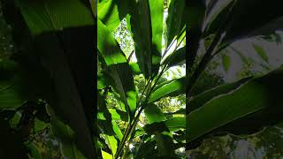 Cardamom Plantation Kerala [upl. by Allebram]