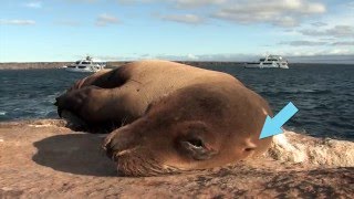 Seals and Sea Lions  BLUE WORLD ACADEMY [upl. by Arjan]