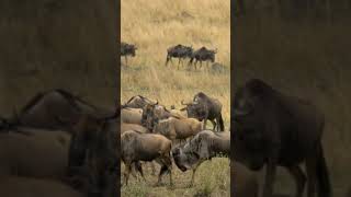 Blue Wildebeest Pilanesberg National Park wildlife youtubeshorts [upl. by Gorges]