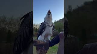 “Deep Throat” vultures birdsofprey birds birdspecies kazakhstan prey birdslover wildanimals [upl. by Ahsyla735]