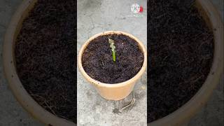 I Grew a Mango Tree From a Cutting shorts gardening viral short [upl. by Cristen]