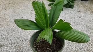 Licuala grandis  The Ruffled Fan Palm [upl. by Micki]